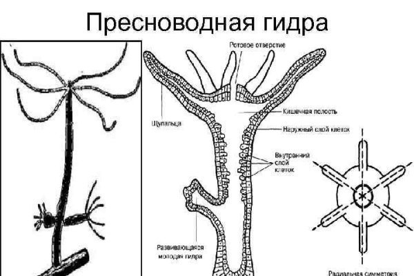 Ссылки мега кракен