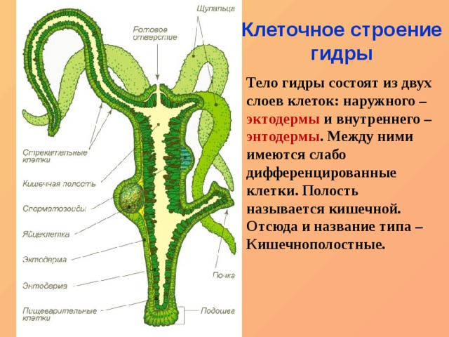 Что продает маркетплейс кракен